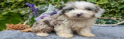 Miniature Poodle dogs for sale: Bobby - Ad 2