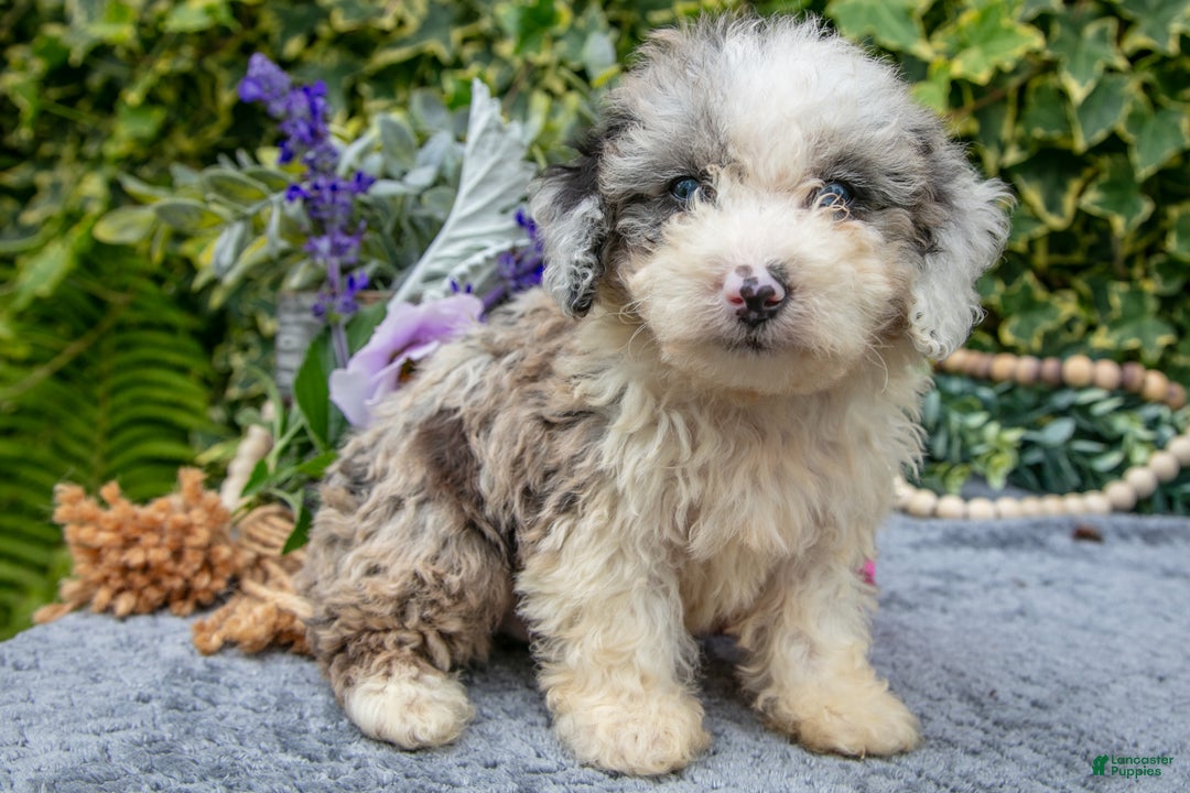 Miniature Poodle dogs for sale: Bobby - Ad 2