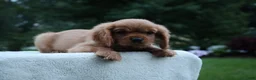 Cavalier King Charles Spaniel dogs for sale: Teddy - Ad 3