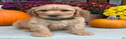 Irish Doodle dogs for sale: Cody - Ad 6
