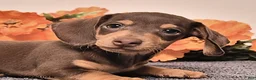 Miniature Dachshund dogs for sale: Isaiah - Ad 5