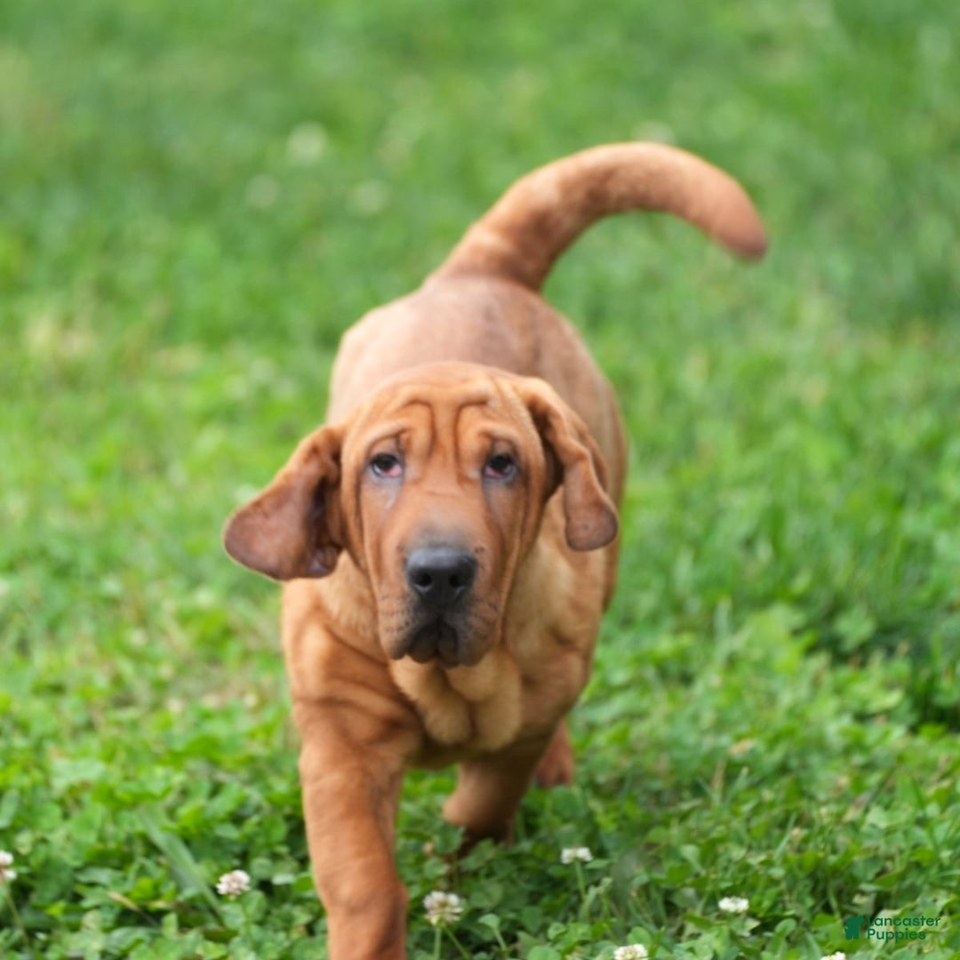 Shar Pei puppies for sale in Cleveland, Ohio Lancaster Puppies