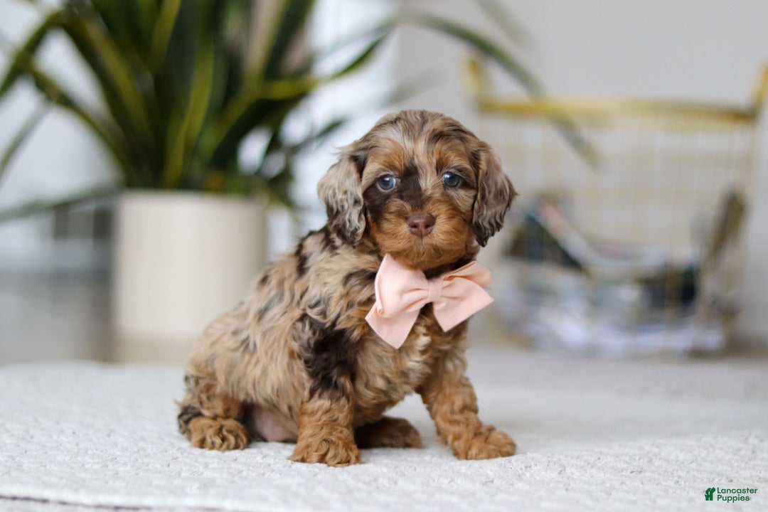 Cockapoo dogs for sale: Taylor - Ad 2