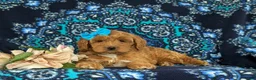 Cockapoo dogs for sale: Marissa - Ad 6