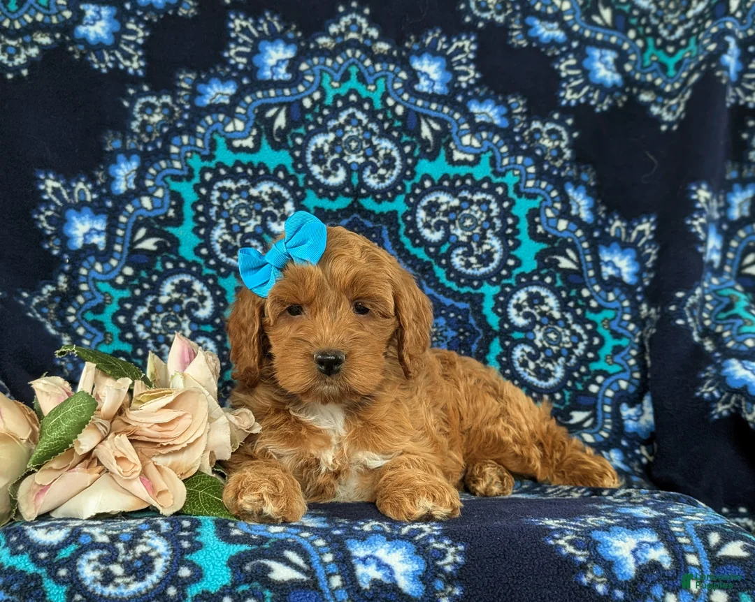 Cockapoo dogs for sale: Marissa - Ad 6