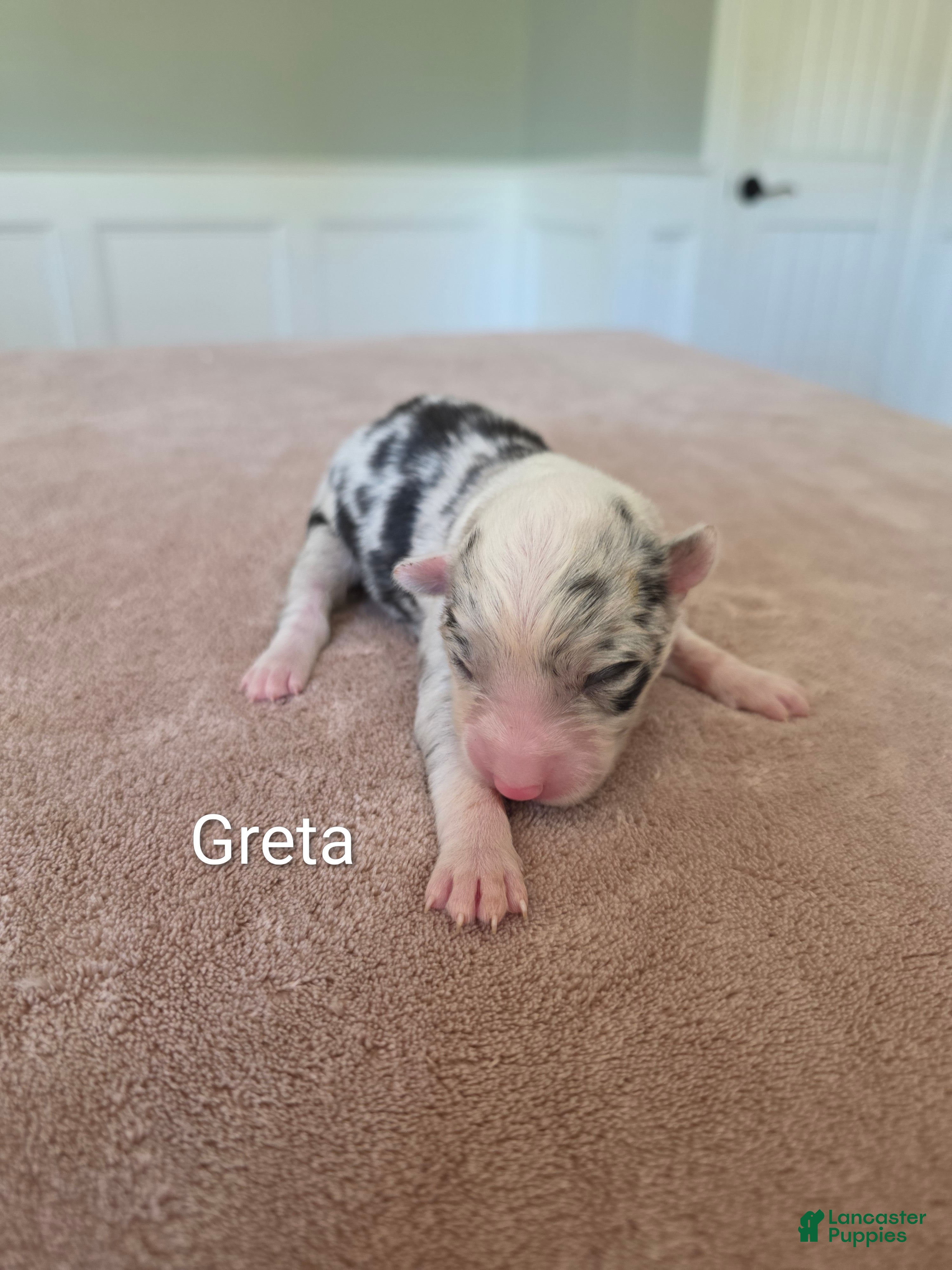 Border Collie dogs Greta - Ad 2
