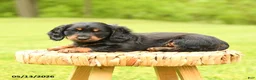 Dachshund dogs for sale: Augustus - Ad 2