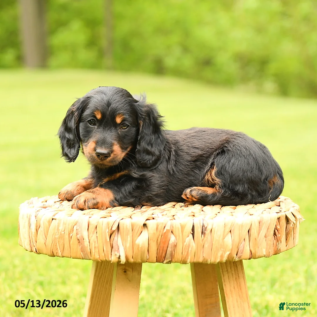 Dachshund dogs for sale: Augustus - Ad 2