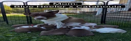 Mixed Breed dogs for sale: Purple - Ad 3