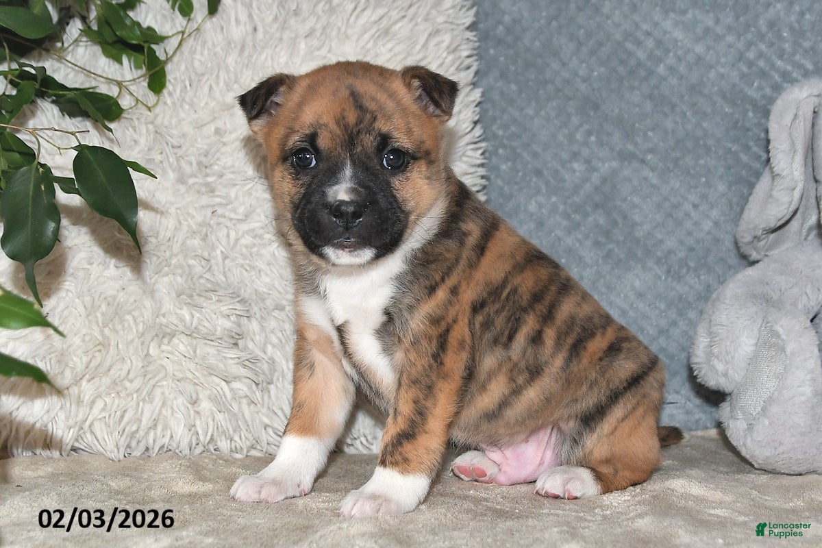 Mixed Breed dogs Rusty - Ad 2