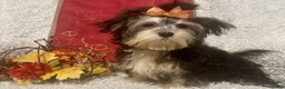 Morkie dogs for sale: Toostie - Ad 4