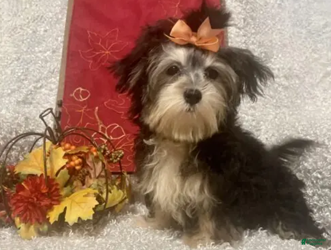 Morkie dogs for sale: Toostie - Ad 4