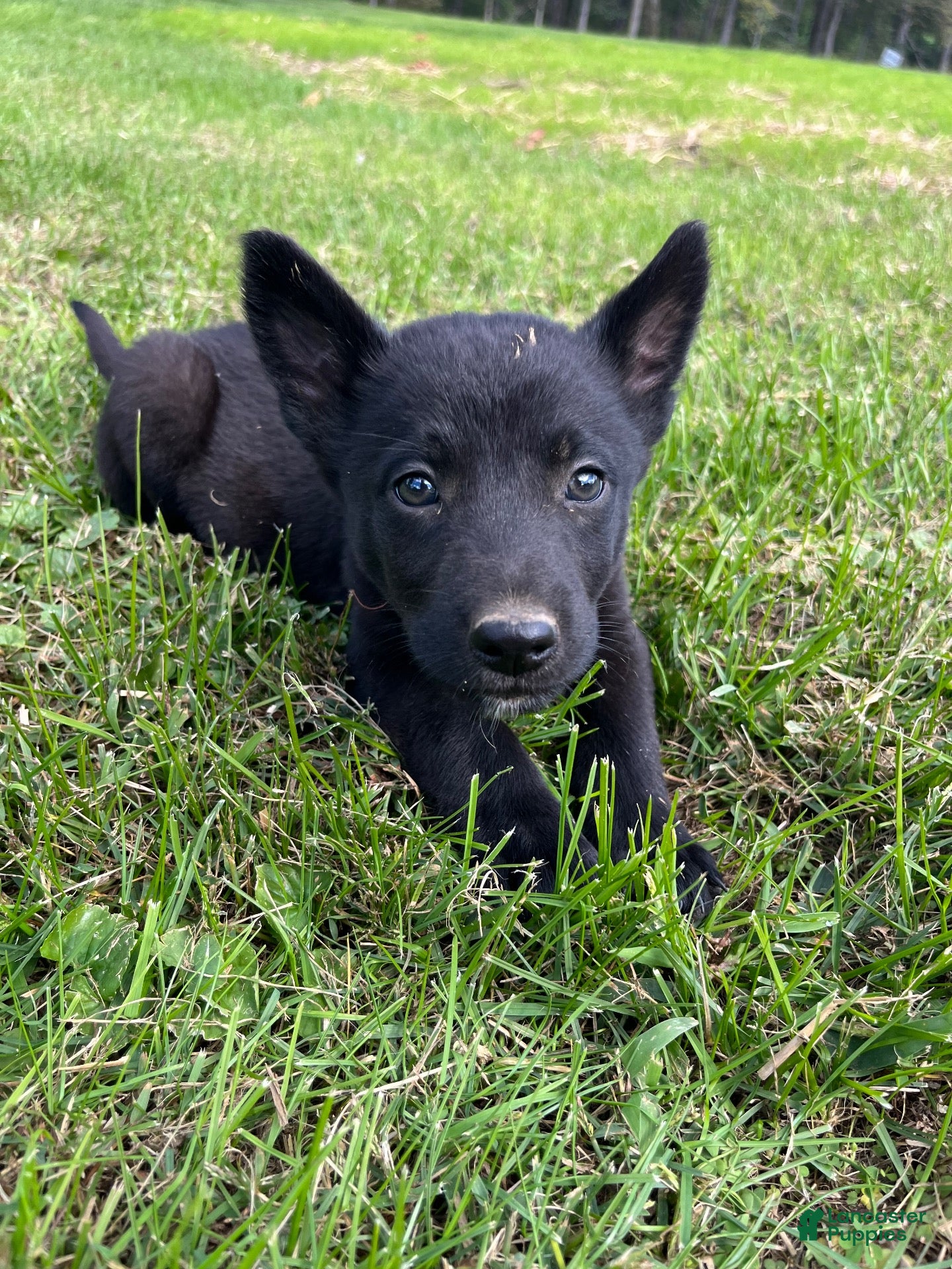 Mixed Breed dogs for sale: Mixed Breed 2 - Ad 3