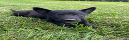 Mixed Breed dogs for sale: Mixed Breed 2 - Ad 1