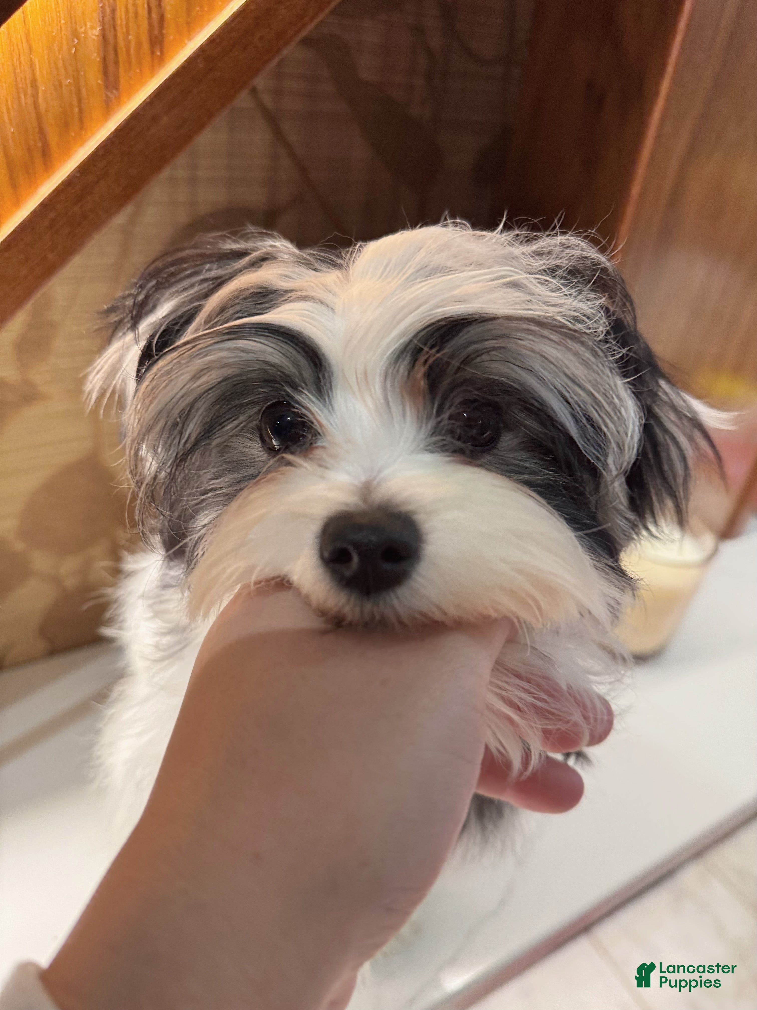 Morkie dogs Eileen - Ad 11