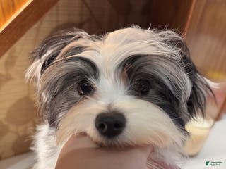 Morkie dogs Eileen - Ad 10