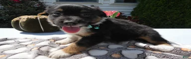 Mixed Breed 4 Leo