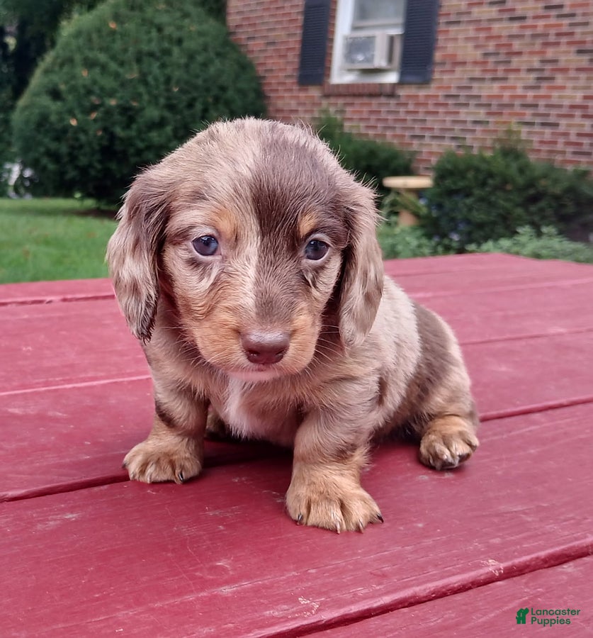 Miniature Dachshund dogs Comrade - Ad 1
