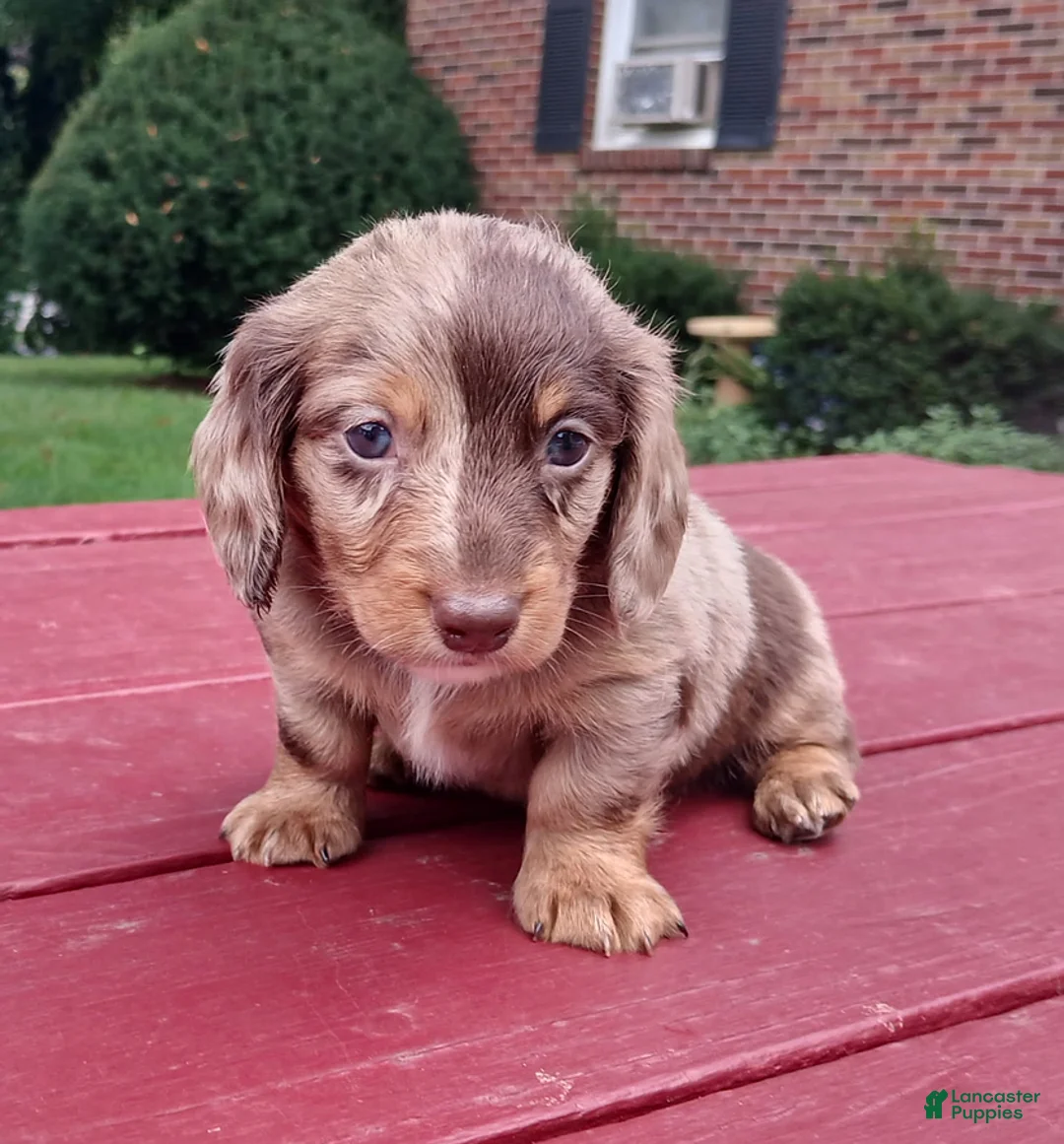 Miniature Dachshund dogs for sale: Comrade - Ad 1