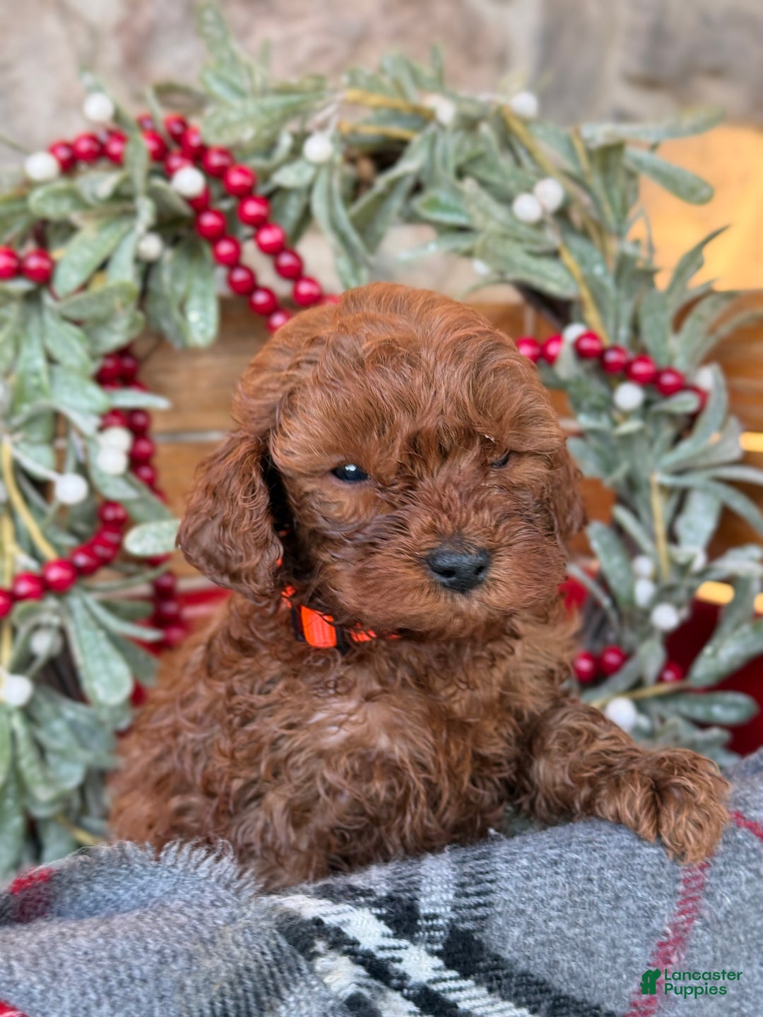 Mini Goldendoodle dogs for sale: Igloo - Ad 8