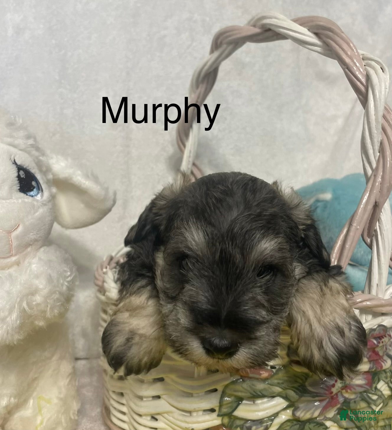Miniature Schnauzer dogs Miniature Schnauzer Puppy 3 Murphy - Ad 2