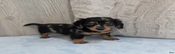Miniature Dachshund dogs for sale: Peanut - Ad 4