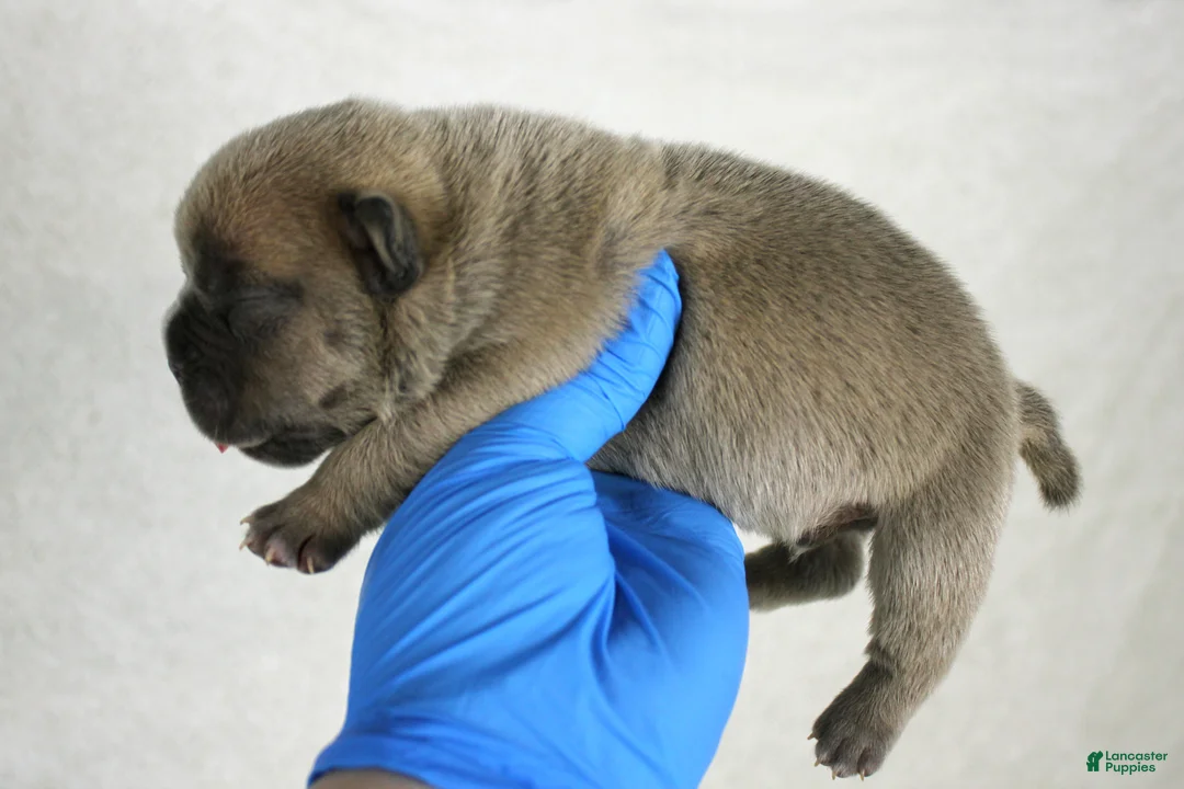 American Bully dogs for sale: White/Blue Male - Ad 13