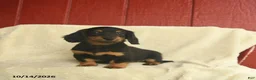 Dachshund dogs for sale: Laina - Ad 1