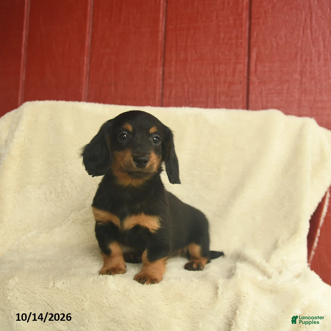 Dachshund dogs for sale: Laina - Ad 1