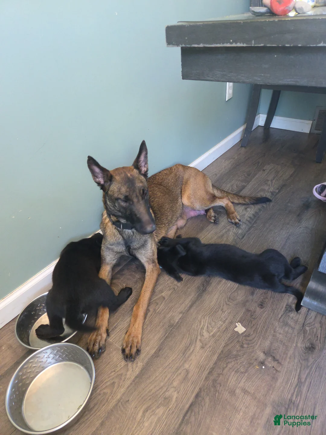 Mixed Breed dogs for sale: Thor - Ad 7