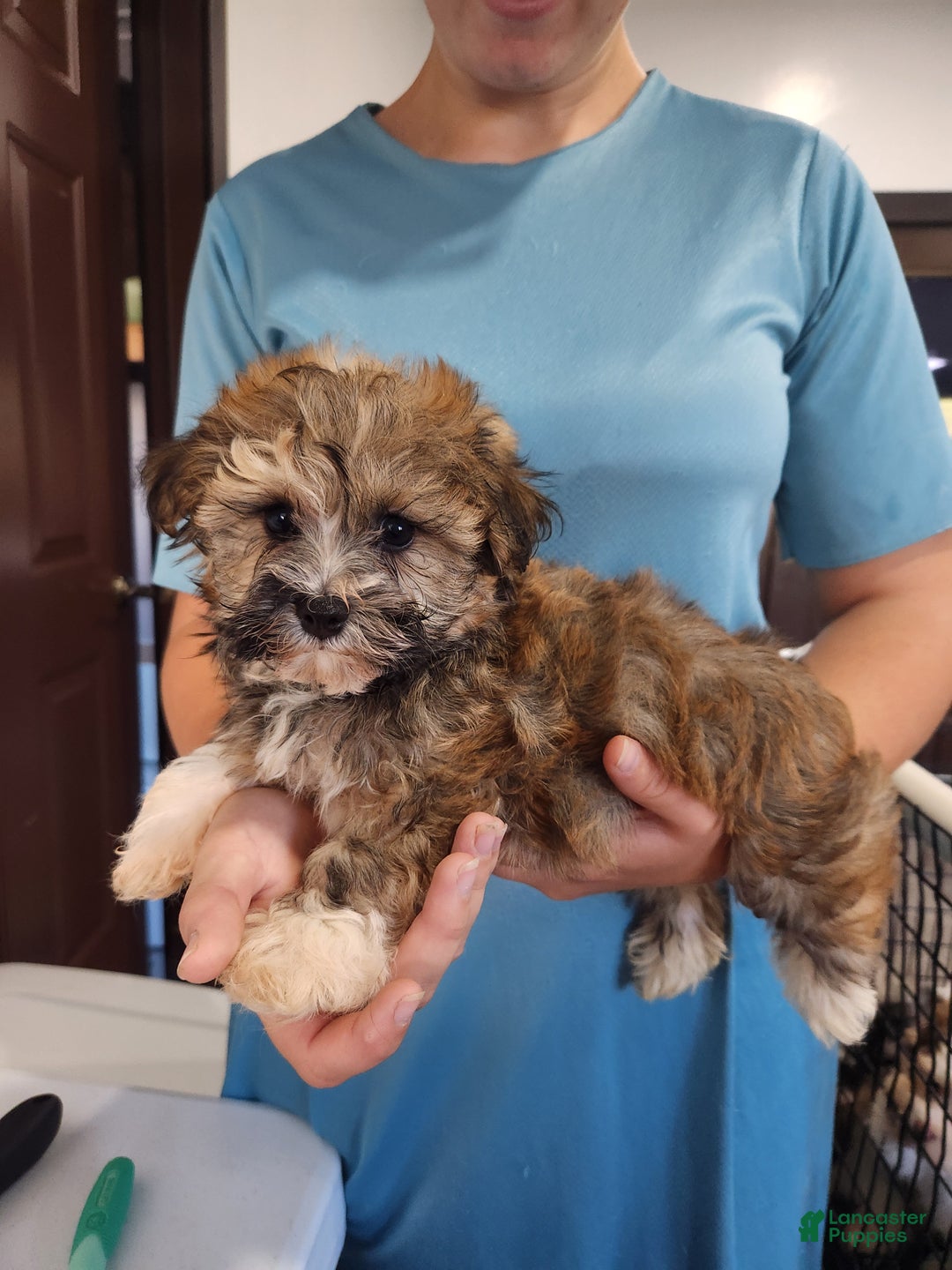 Havanese Mix Havanese Breeders East Coast For Sale Havanese Aussie