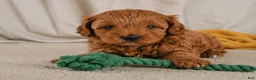 Cavapoo dogs for sale: Jasper - Ad 7