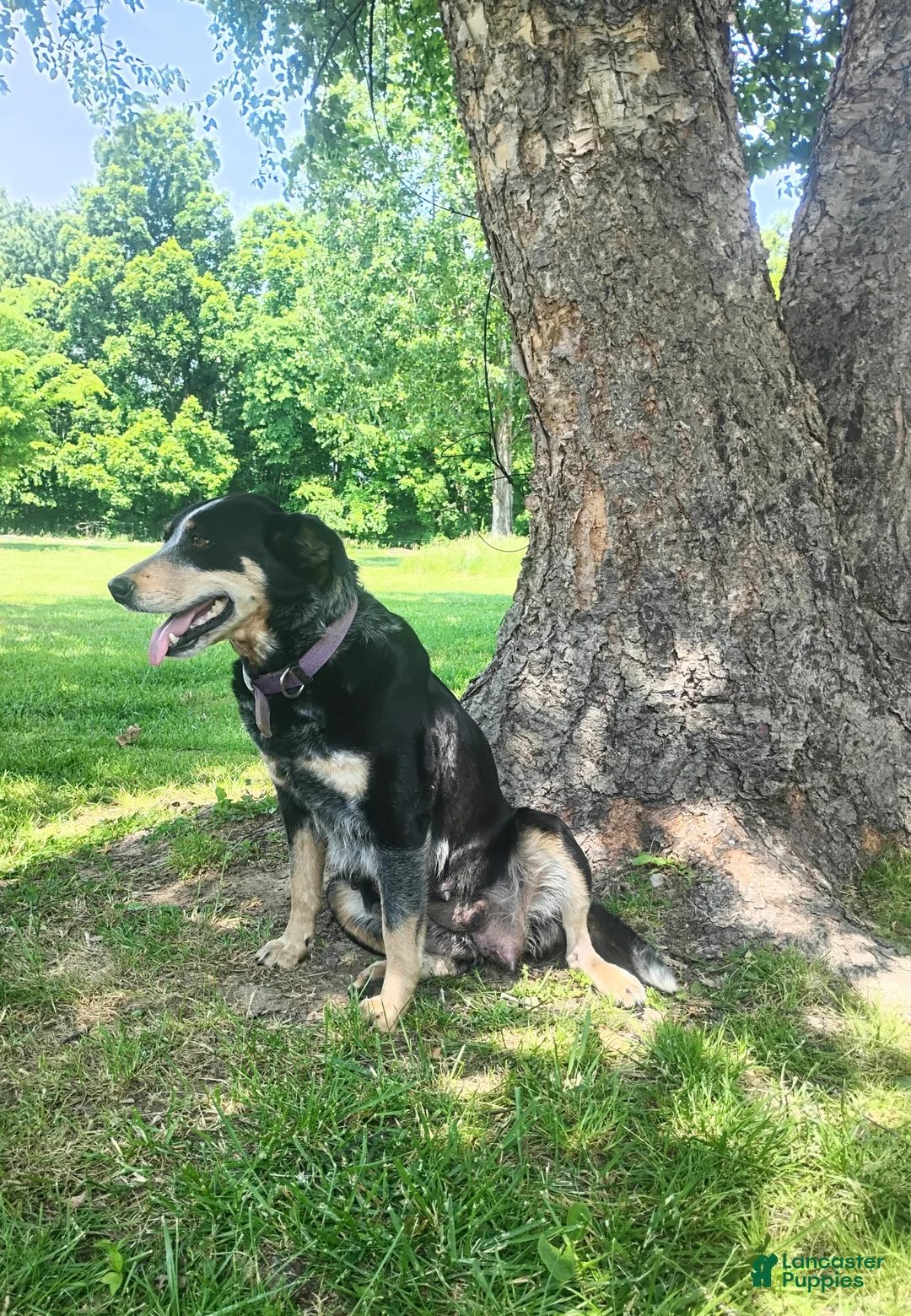 Mixed Breed dogs for sale: Mixed Breed Puppy 6 - Ad 8