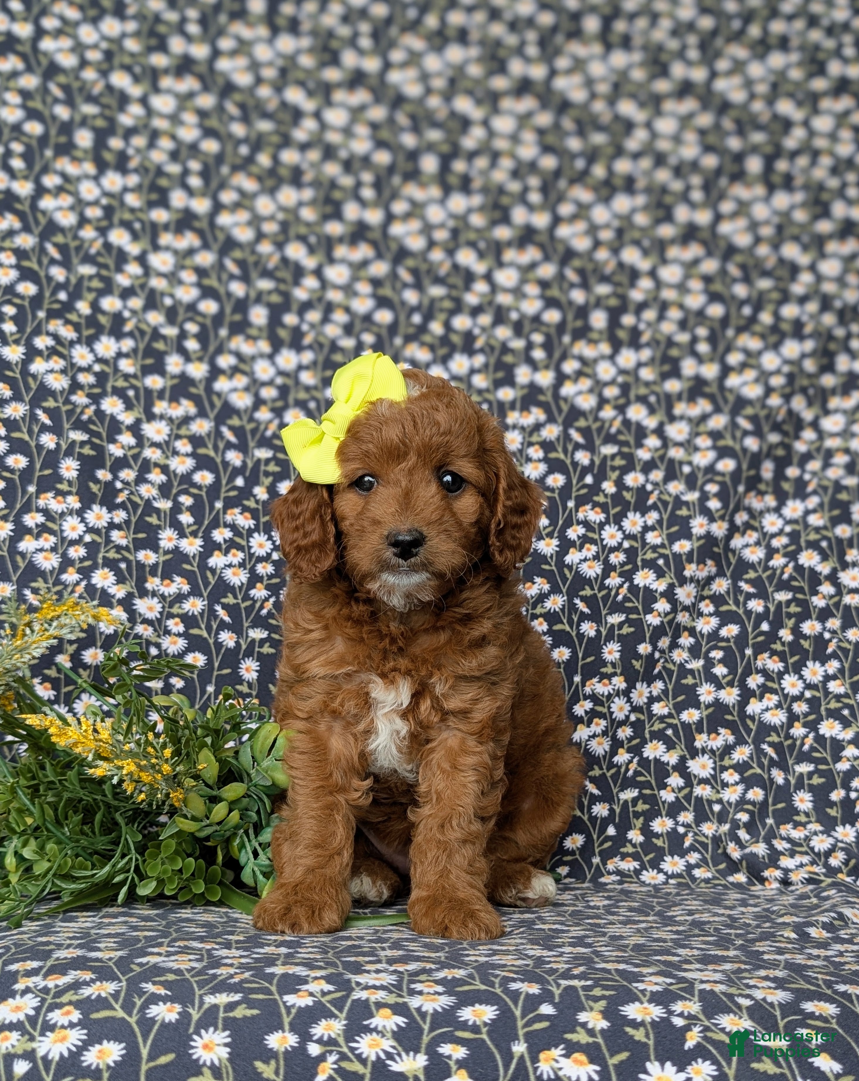 Mini Goldendoodle dogs Teegan 9 lbs Full Grown - Ad 2