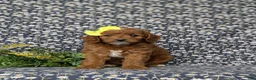 Mini Goldendoodle dogs for sale: Teegan 9 lbs Full Grown - Ad 2