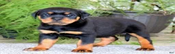Rottweiler dogs for sale: BetztLou - Ad 3