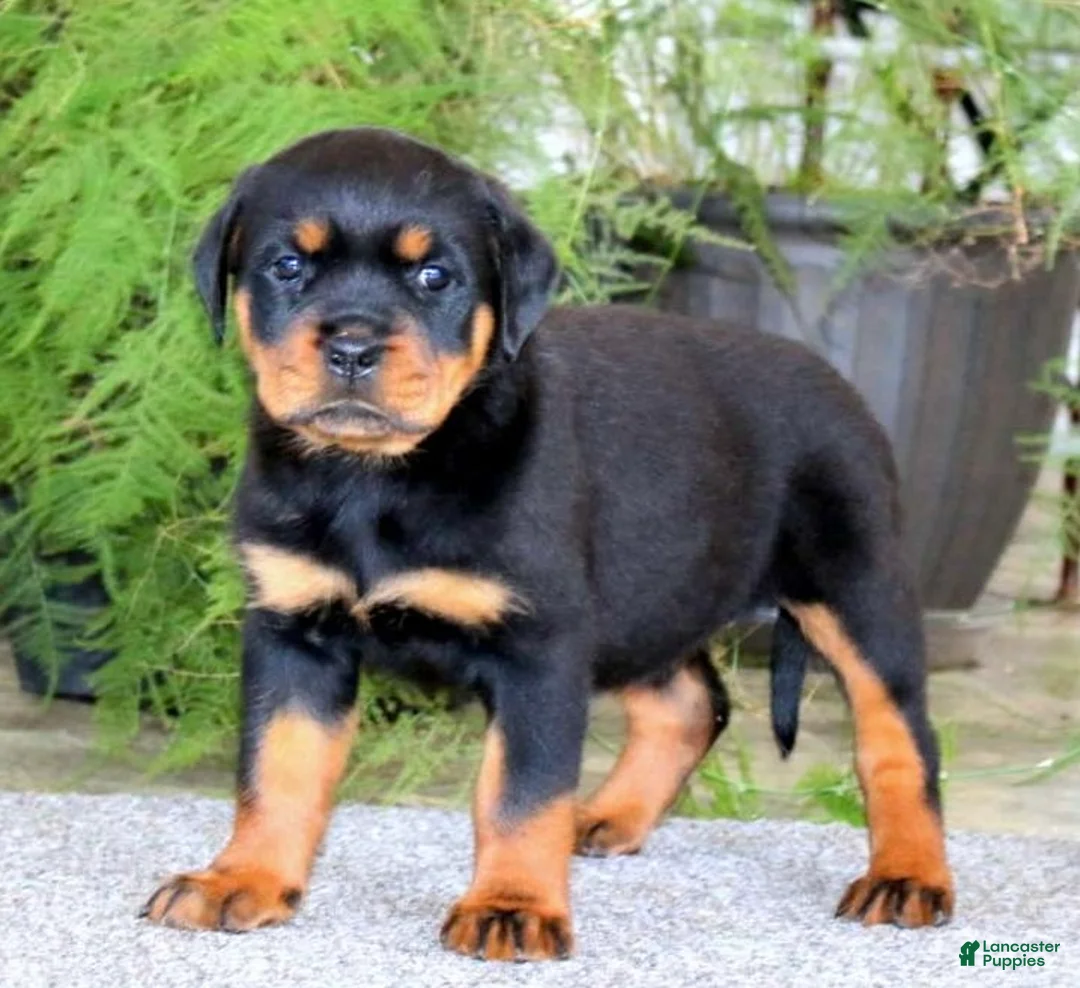 Rottweiler dogs for sale: BetztLou - Ad 3