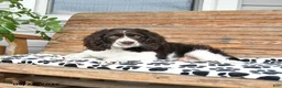 Mixed Breed dogs for sale: Patches - Ad 4