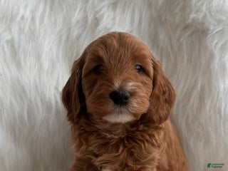 Mixed Breed dogs Mini Claus - Ad 12