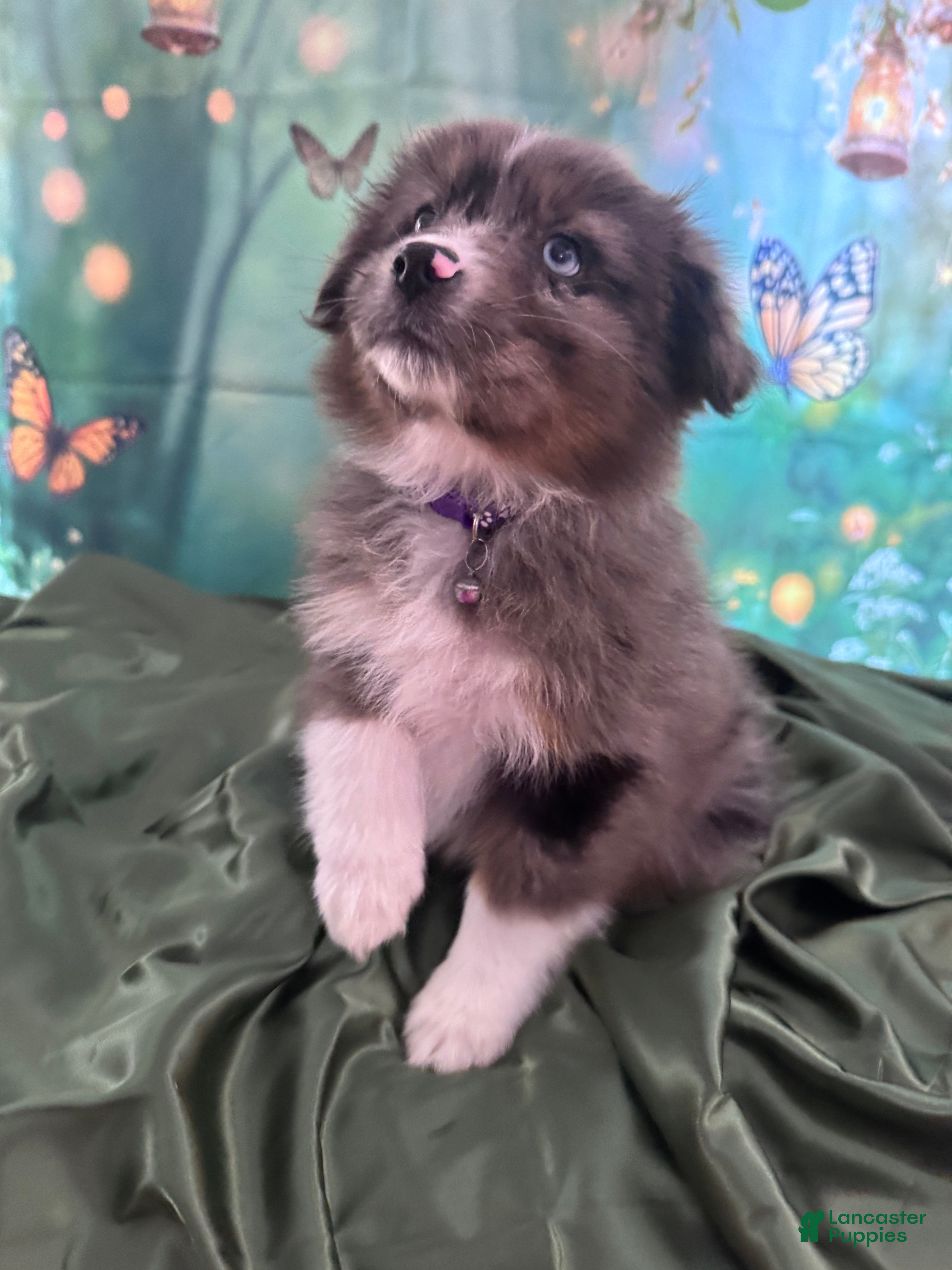 Australian Shepherd dogs Australian Shepherd Puppy - Purple Collar - Ad 1