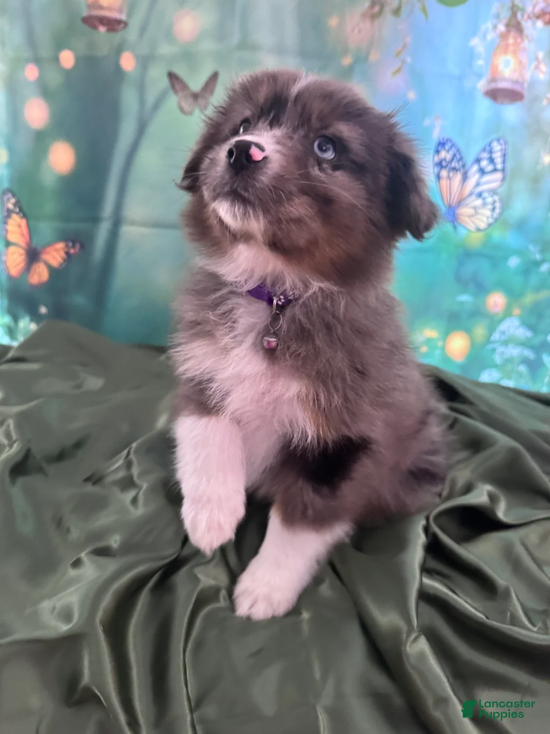 Australian Shepherd dogs for sale: Australian Shepherd Puppy - Purple Collar - Ad 1