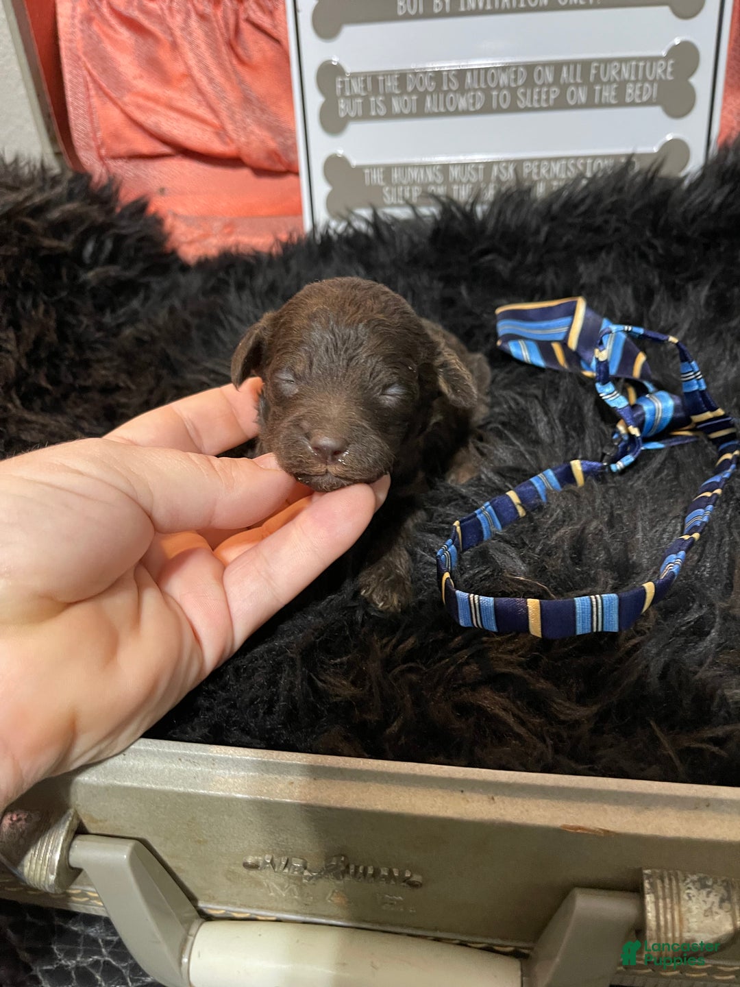 Miniature Poodle dogs for sale: Akc Clear Chocolate Phantom Boy 2 - Ad 23