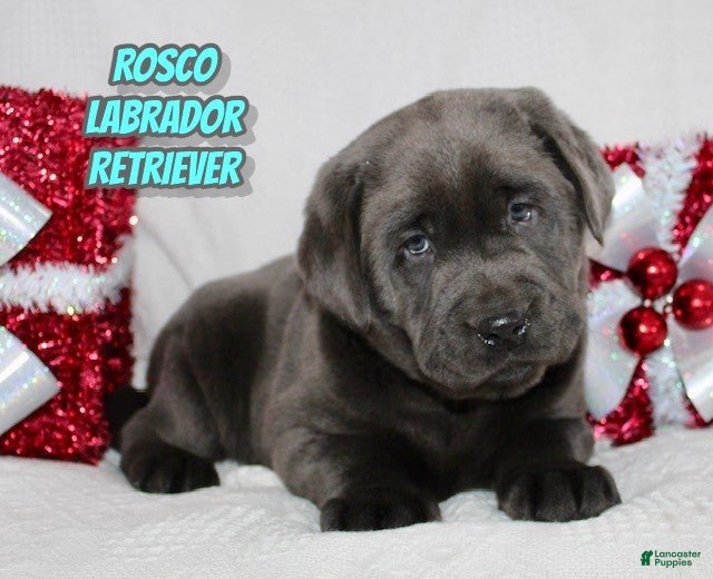 Labrador Retriever dogs Rosco - Ad 15
