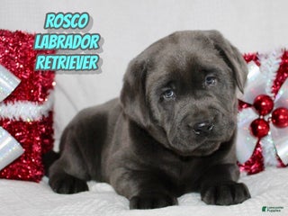 Labrador Retriever dogs Rosco - Ad 7