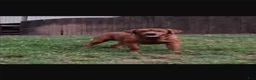 Labrador Retriever dogs for sale: Meadow - Ad 9