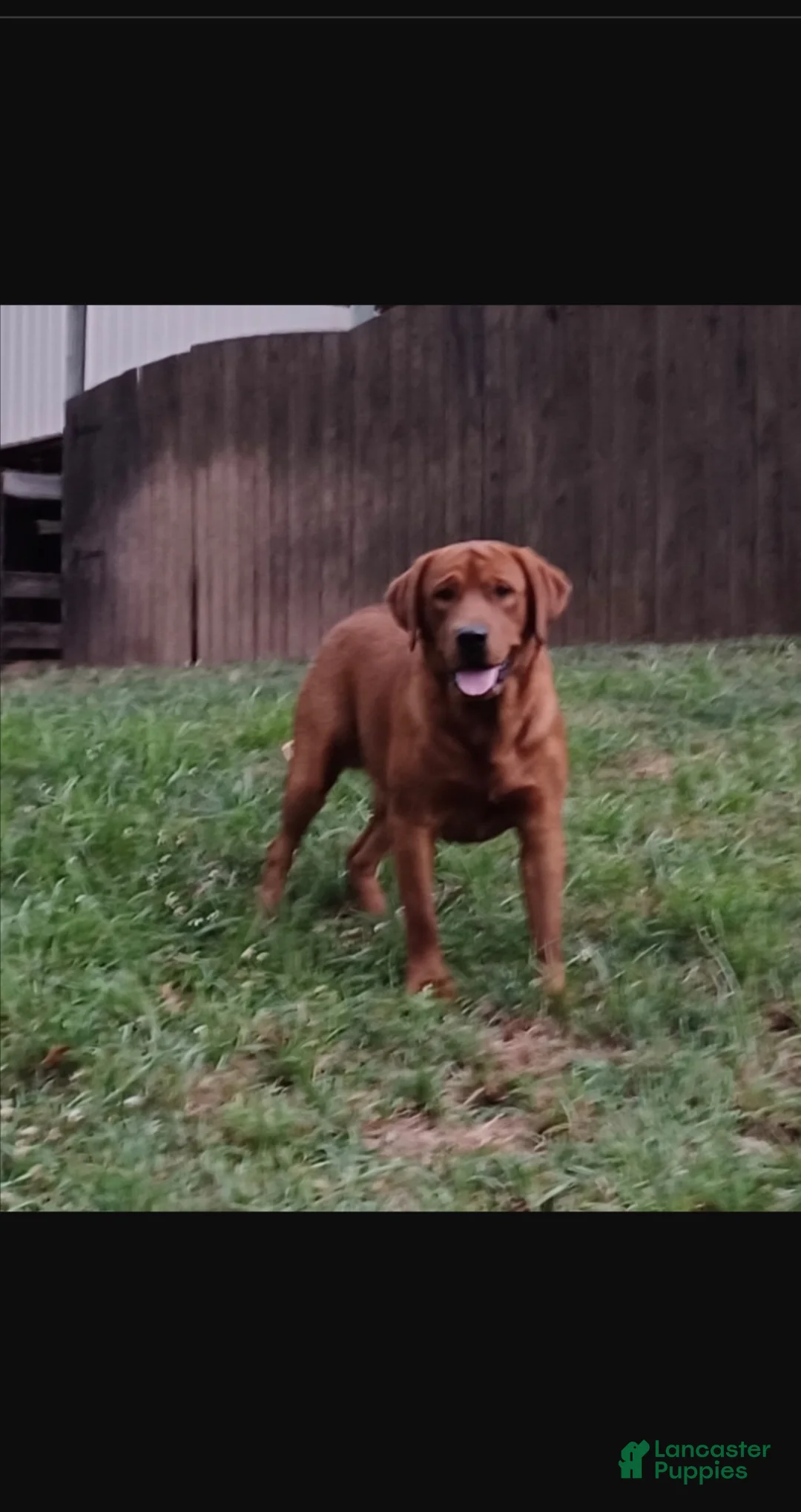 Labrador Retriever dogs for sale: Meadow - Ad 9