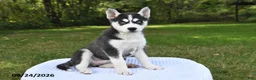 Siberian Husky dogs for sale: Lola - Ad 3