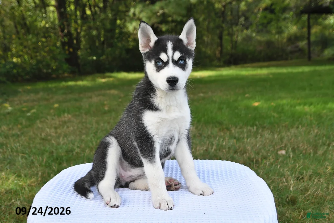 Siberian Husky dogs for sale: Lola - Ad 3