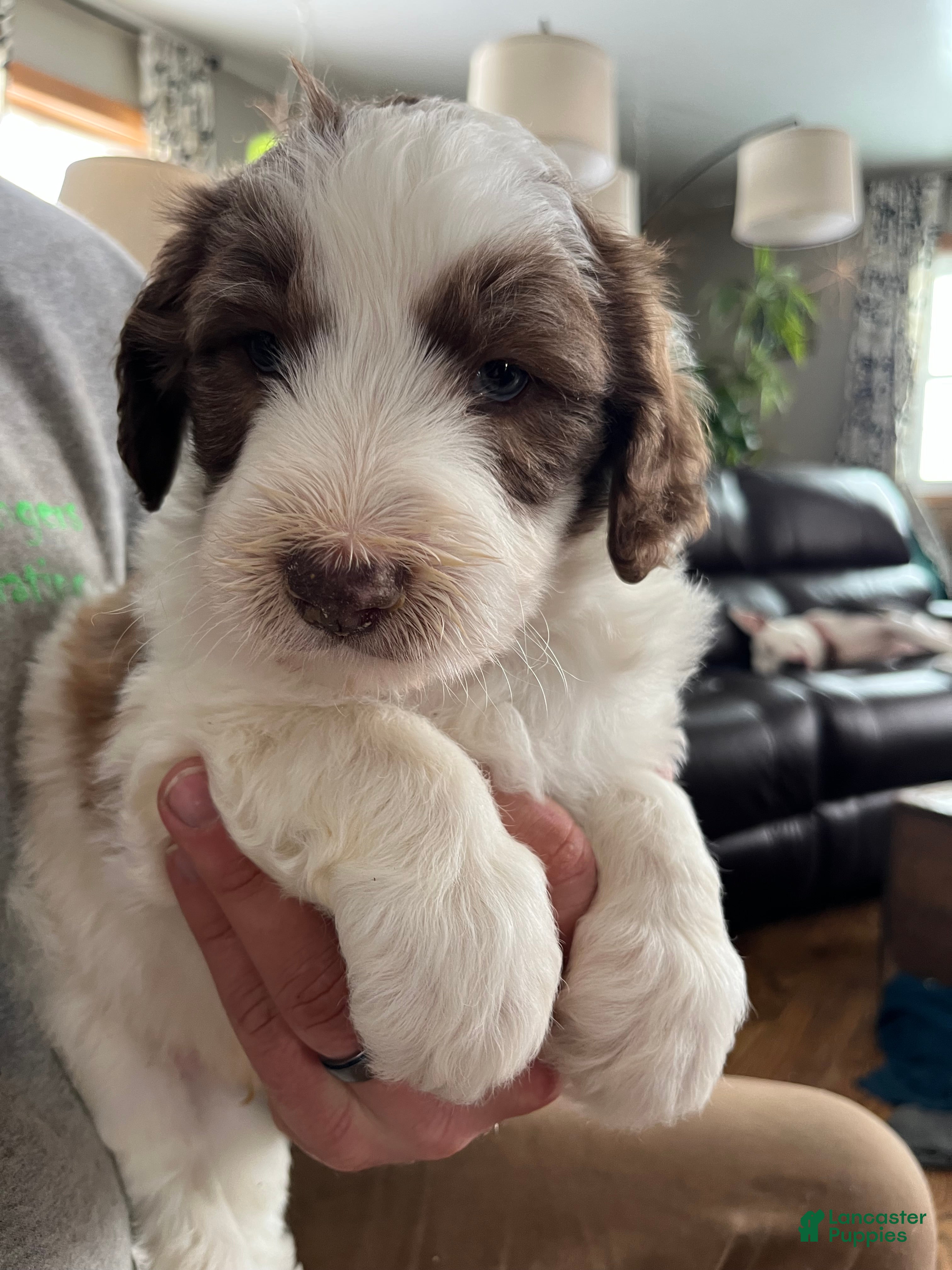 Sheepadoodle dogs Sheepadoodle Pete - Ad 40