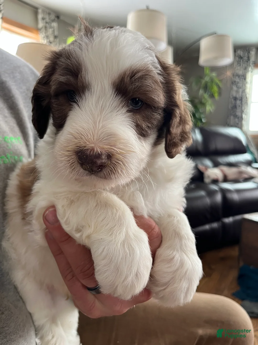 Sheepadoodle dogs for sale: Sheepadoodle Pete - Ad 1